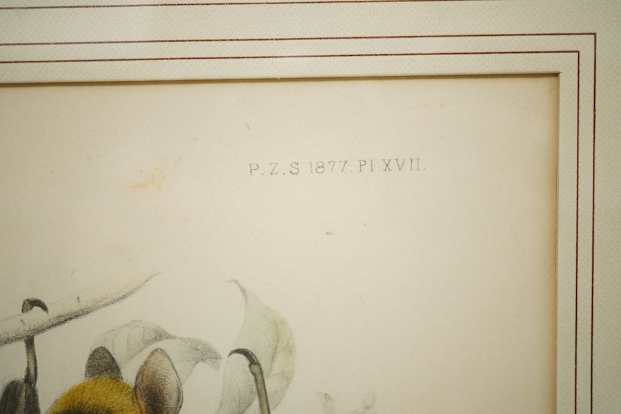 After J. Smith, colour lithograph, study of a bat, ‘Melonycteris Melanops’, 21 x 15cm